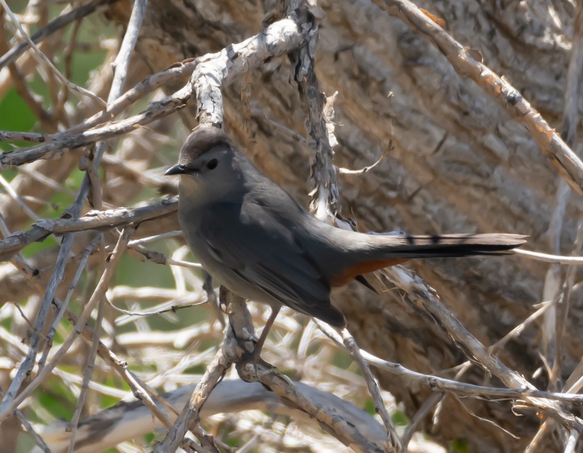 Gray Catbird - ML159797881