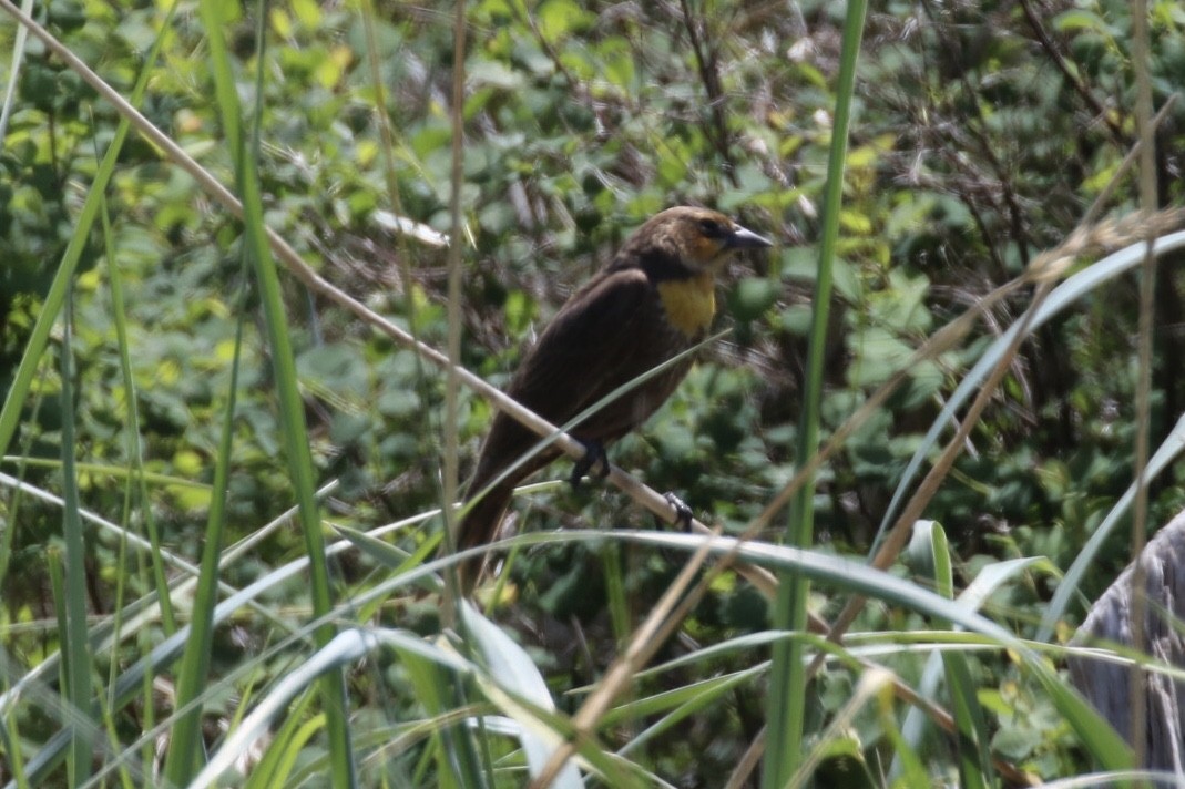 Yellow-headed Blackbird - ML159798201