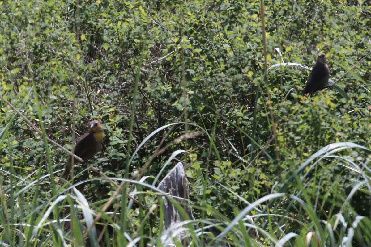 Yellow-headed Blackbird - ML159798211