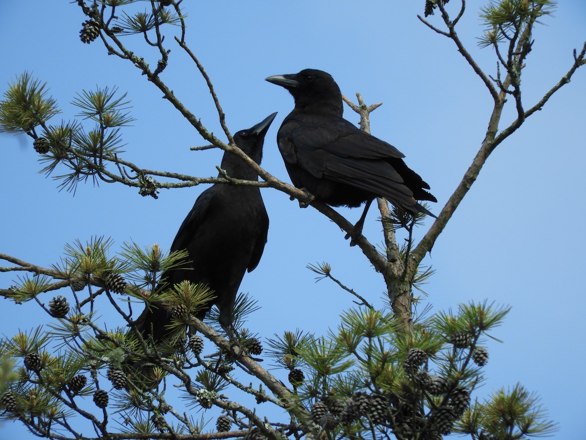 American Crow - Dennis Kent