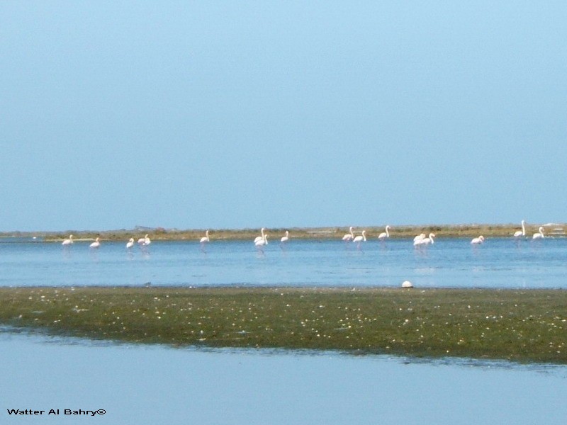 Greater Flamingo - Watter AlBahry