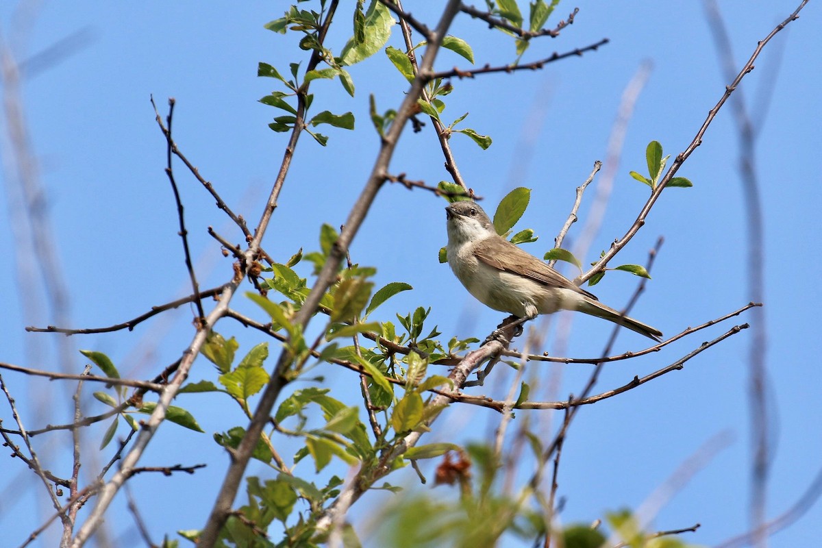 Lesser Whitethroat (Lesser) - ML159799711