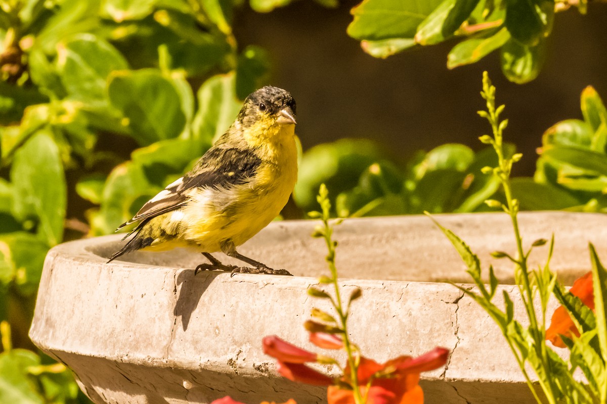 Lesser Goldfinch - Tom Ringold