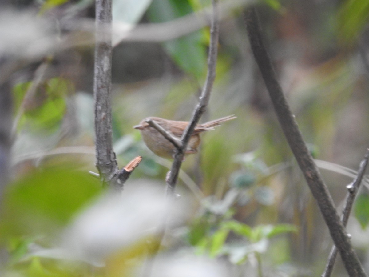 Brownish-flanked Bush Warbler - Ashwin Viswanathan