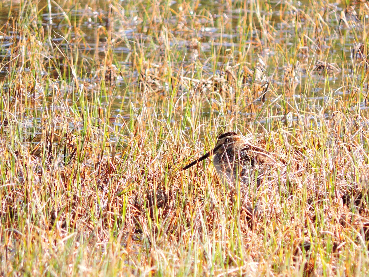 Wilson's Snipe - ML159801131