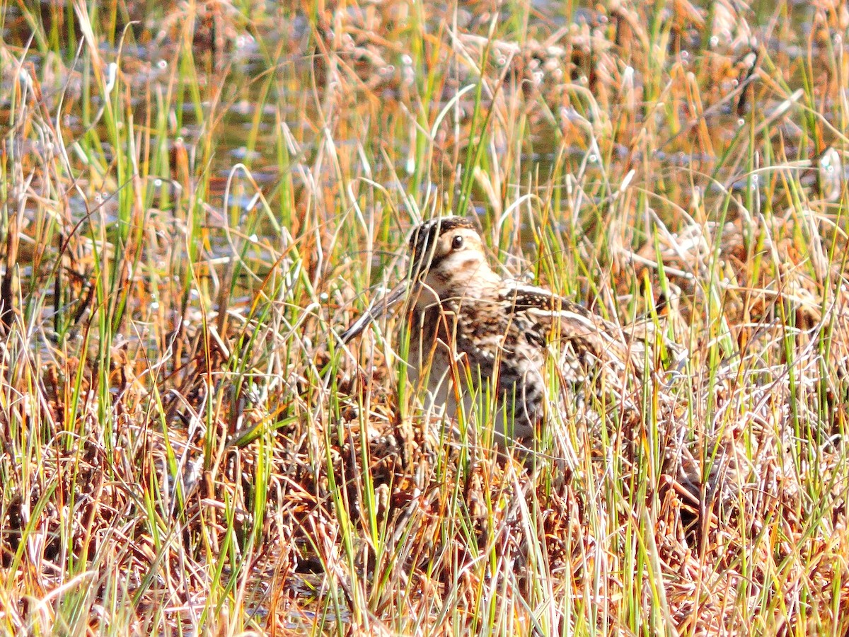 Wilson's Snipe - ML159801141