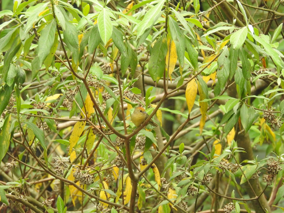 Rufous-capped Babbler - ML159801561