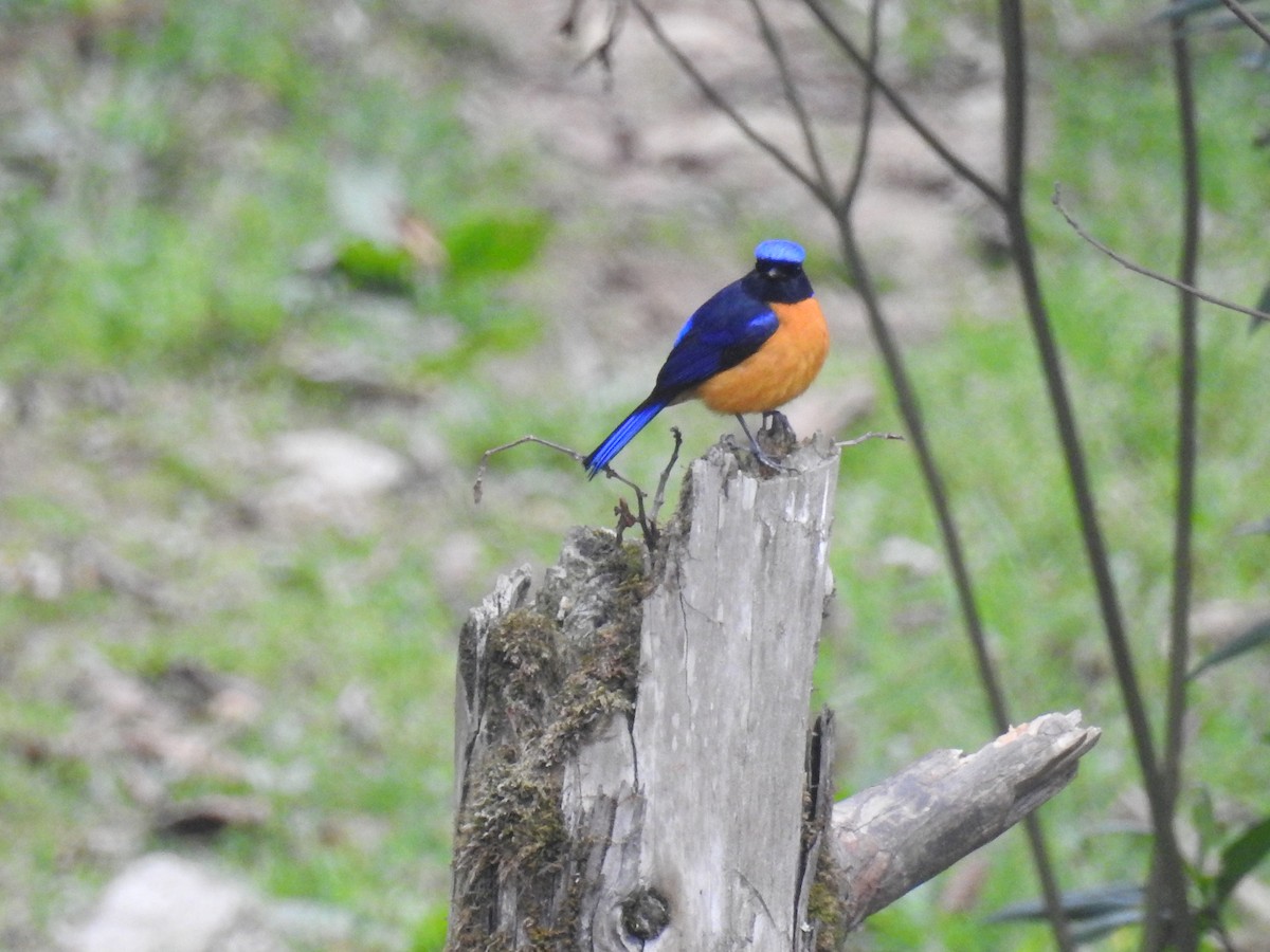 Rufous-bellied Niltava - ML159801851