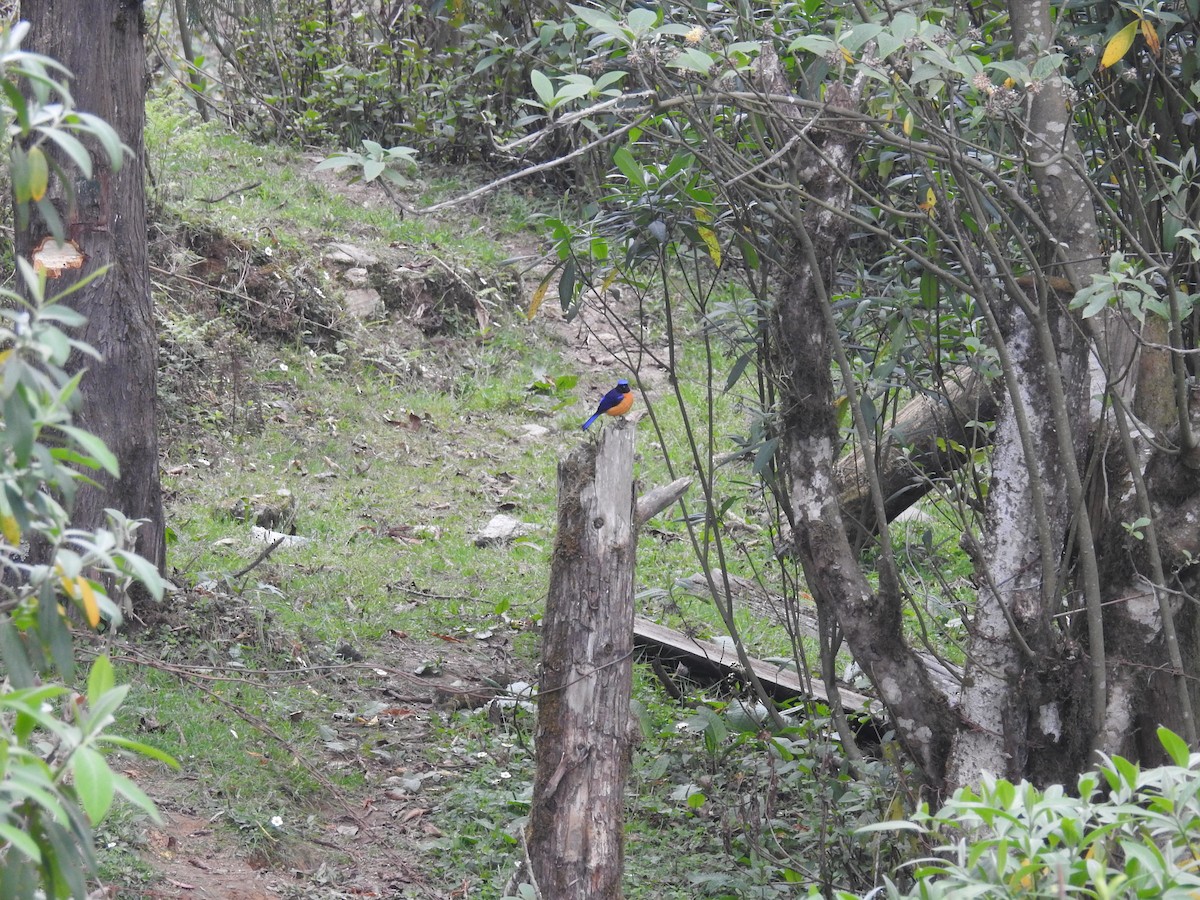 Rufous-bellied Niltava - ML159801891