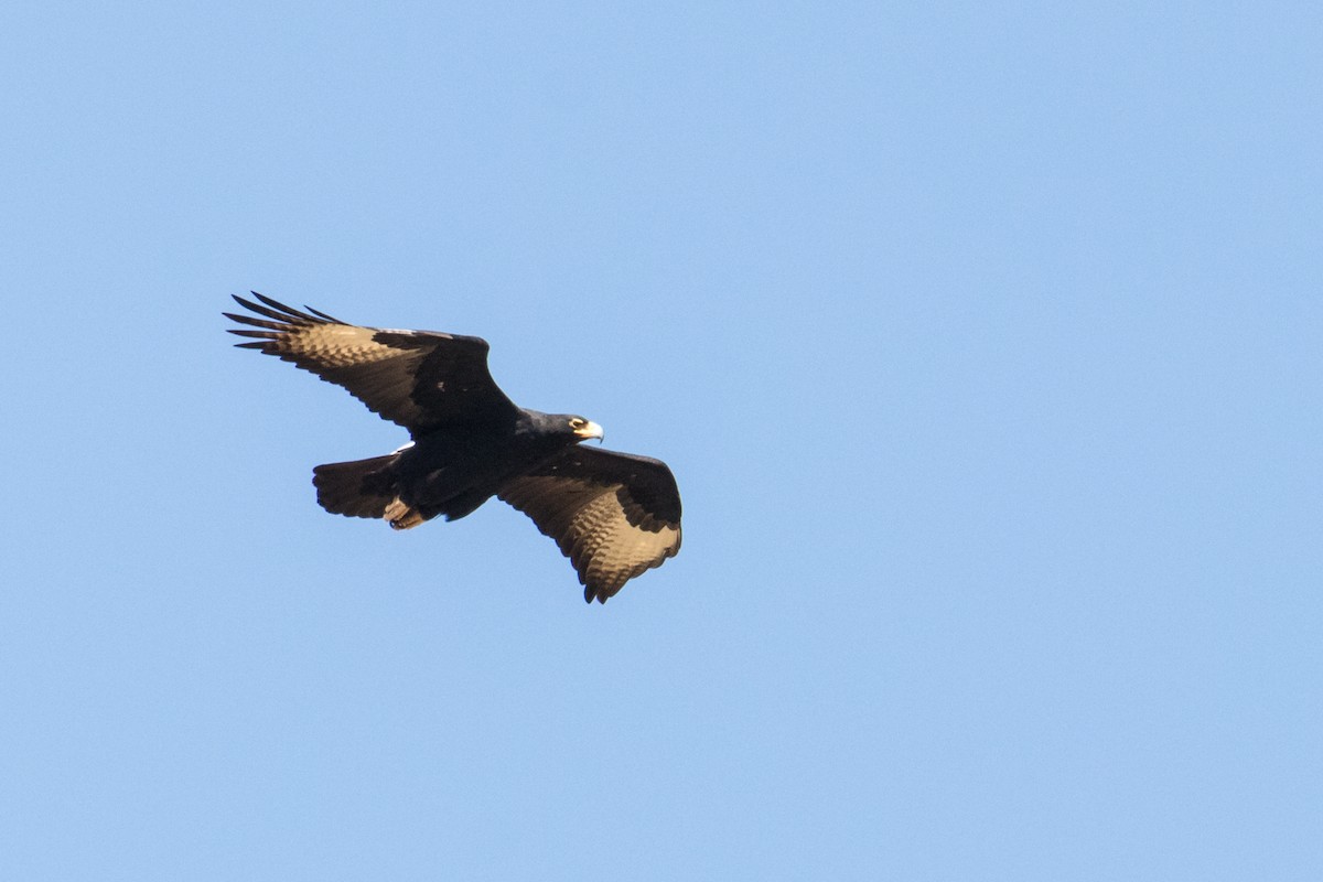 Verreaux's Eagle - ML159802241