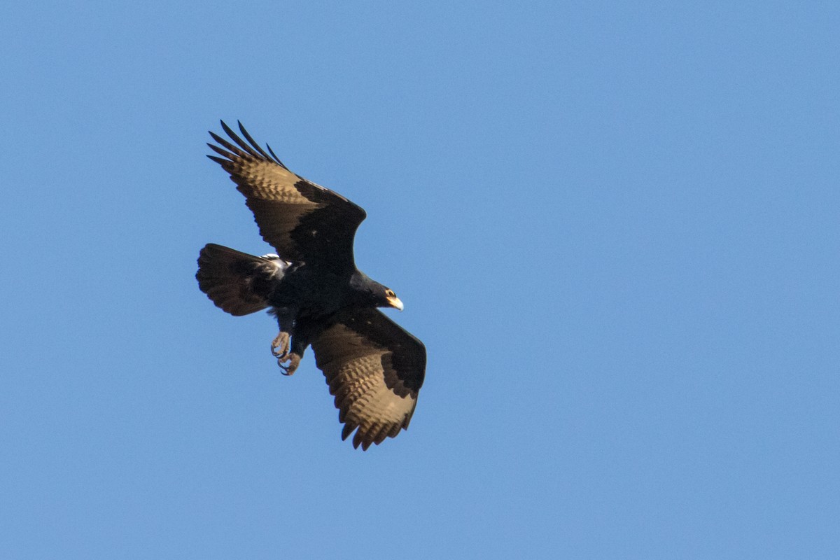 Verreaux's Eagle - ML159802281