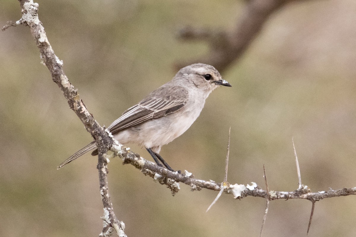 African Gray Flycatcher - ML159802371