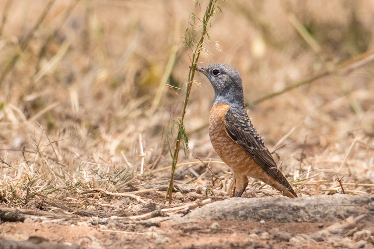 Rufous-tailed Rock-Thrush - ML159802431