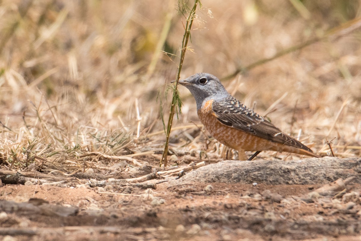 Rufous-tailed Rock-Thrush - Peter  Steward