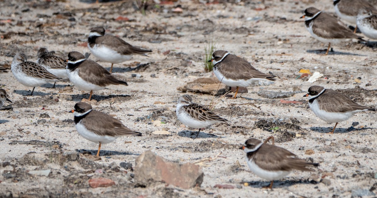 Semipalmated Sandpiper - ML159802471