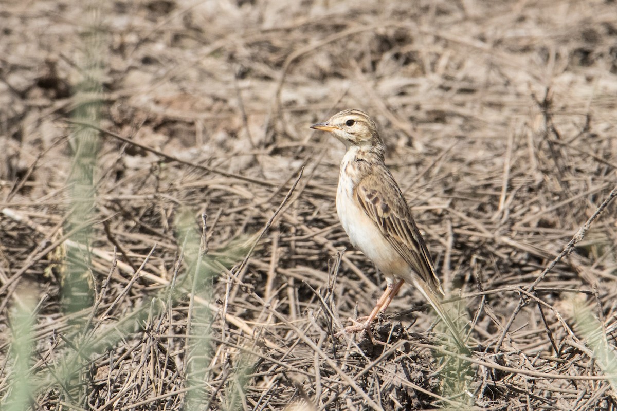 African Pipit - ML159802871