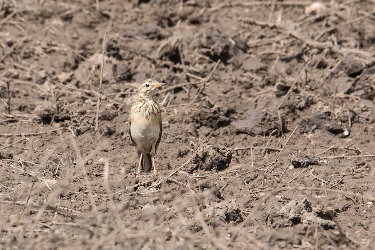 Pipit africain - ML159802881