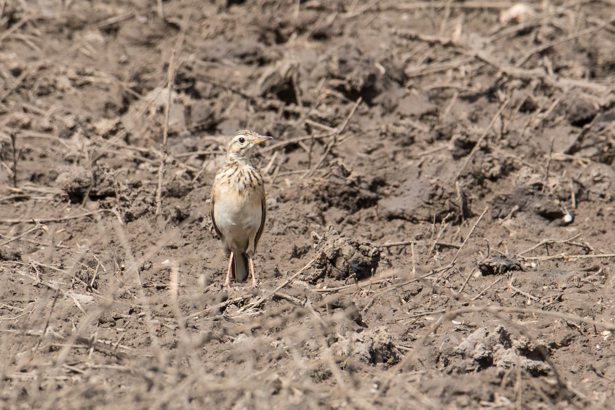 African Pipit - ML159802881