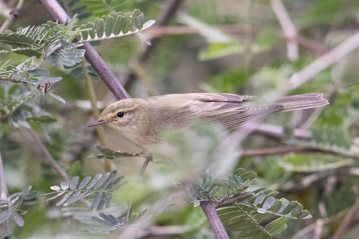 Willow Warbler - ML159802911