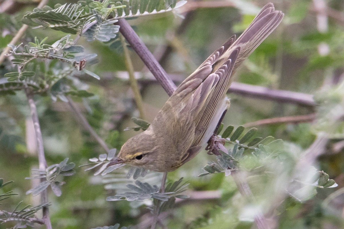 Willow Warbler - ML159802921