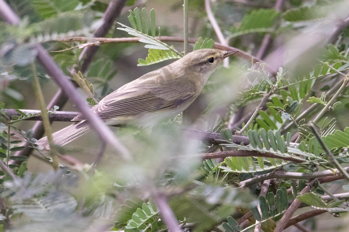 Willow Warbler - ML159802931