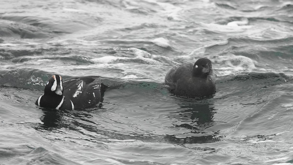 Хотгуужин чөрх - ML159803611