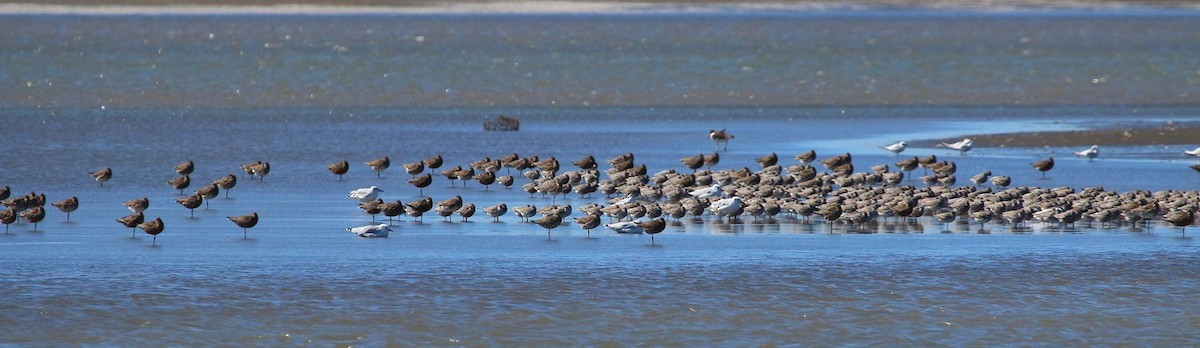 Red Knot - Aves Argentinas