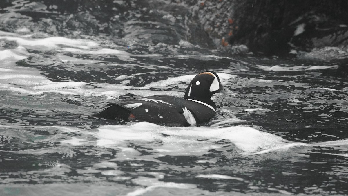 Хотгуужин чөрх - ML159806341