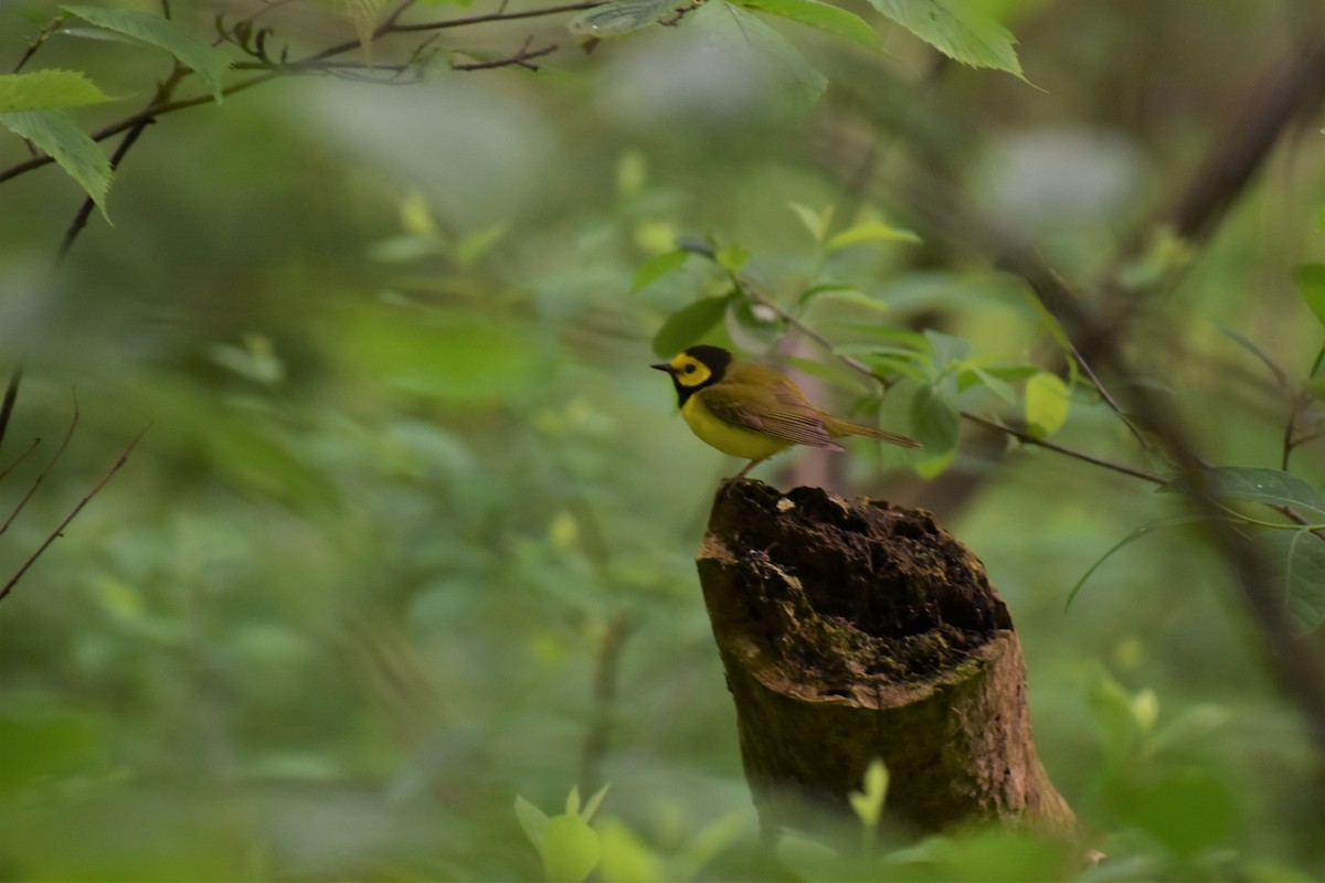 Hooded Warbler - Mickie Getz