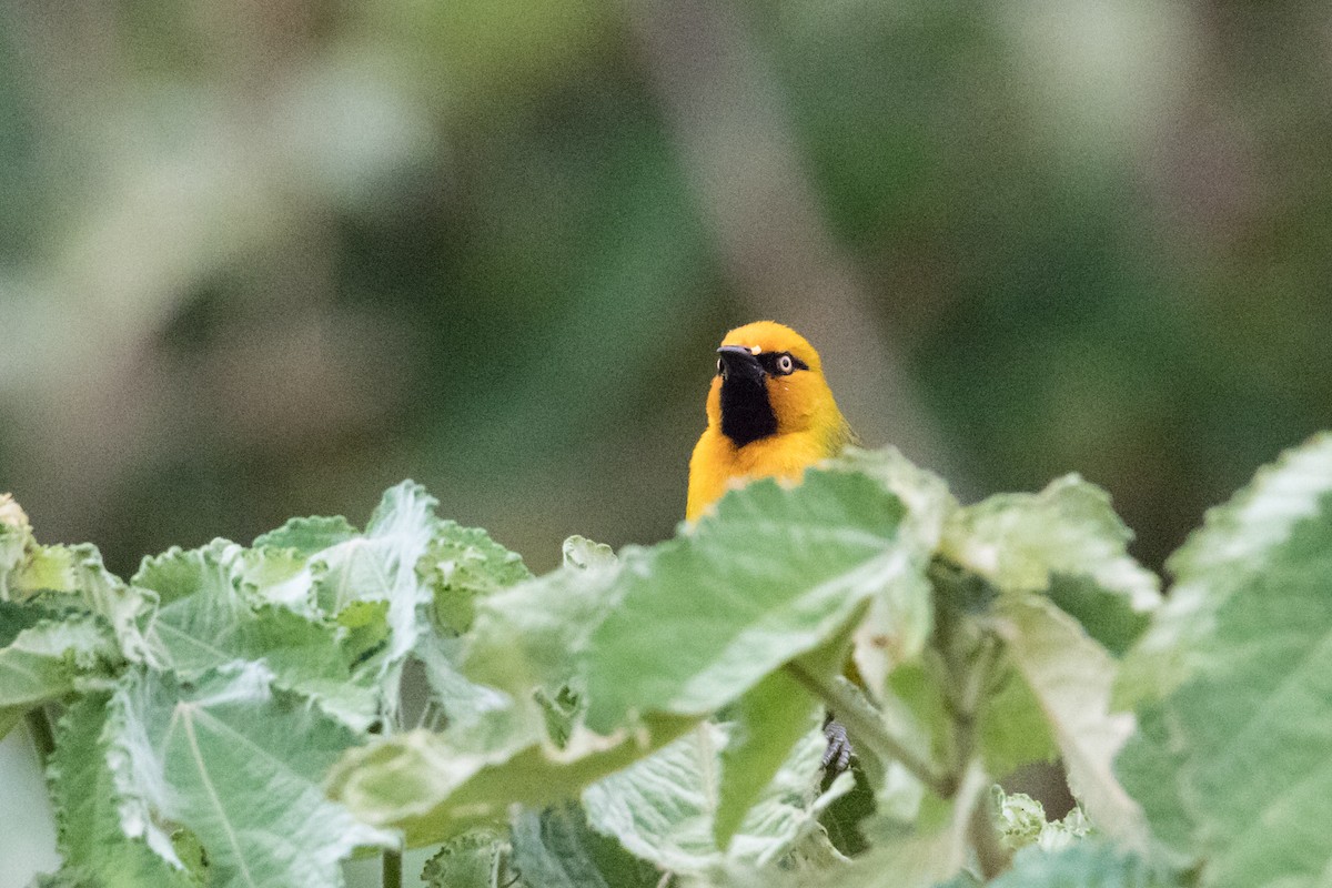 Spectacled Weaver - ML159808111