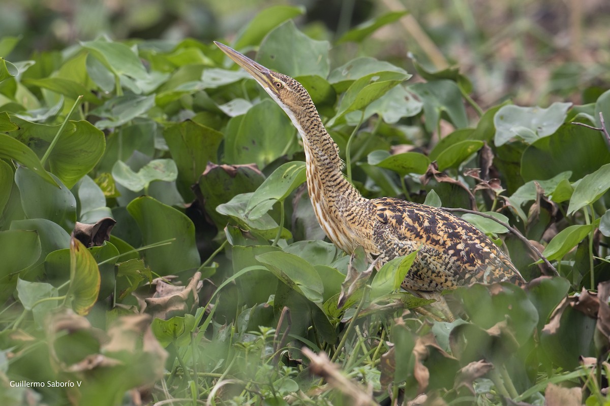 Pinnated Bittern - ML159808241