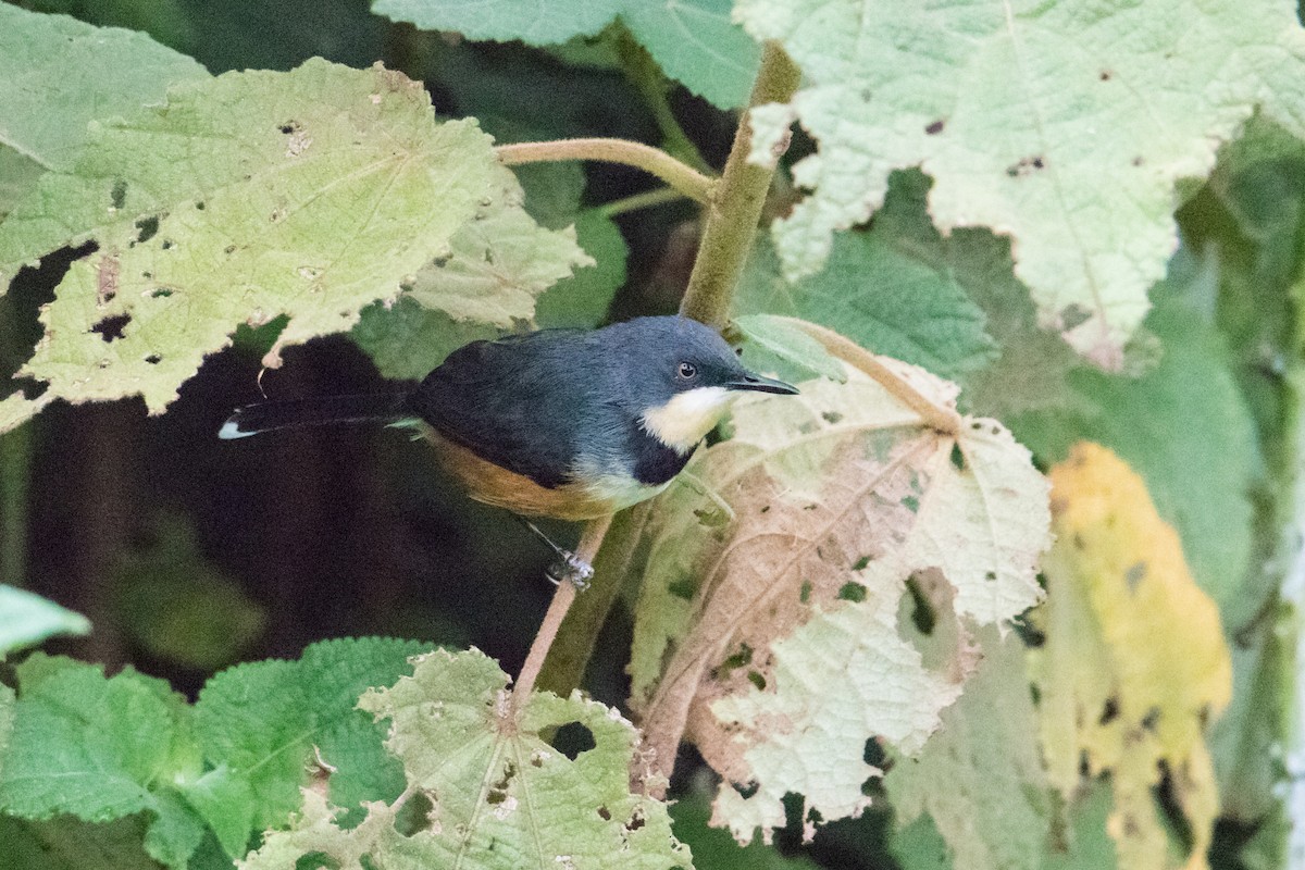 Black-collared Apalis - ML159808261