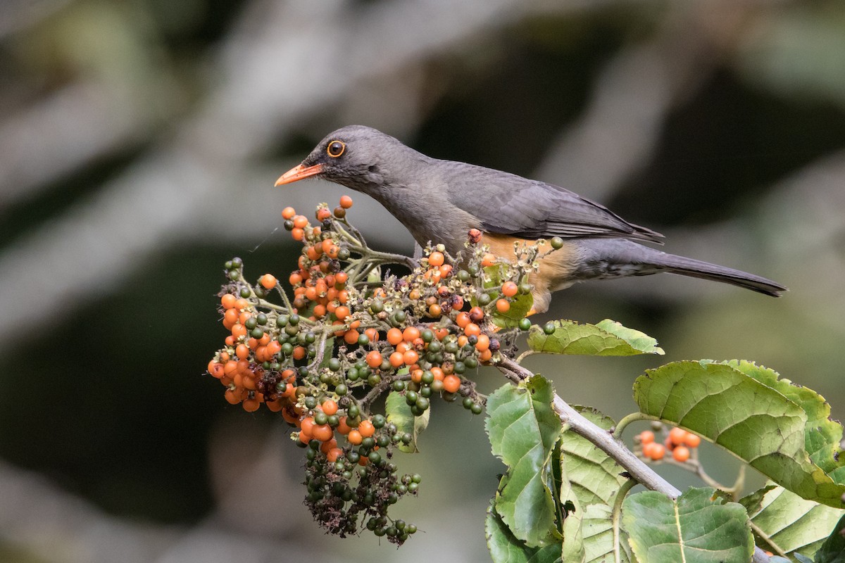 Abyssinian Thrush - ML159808291