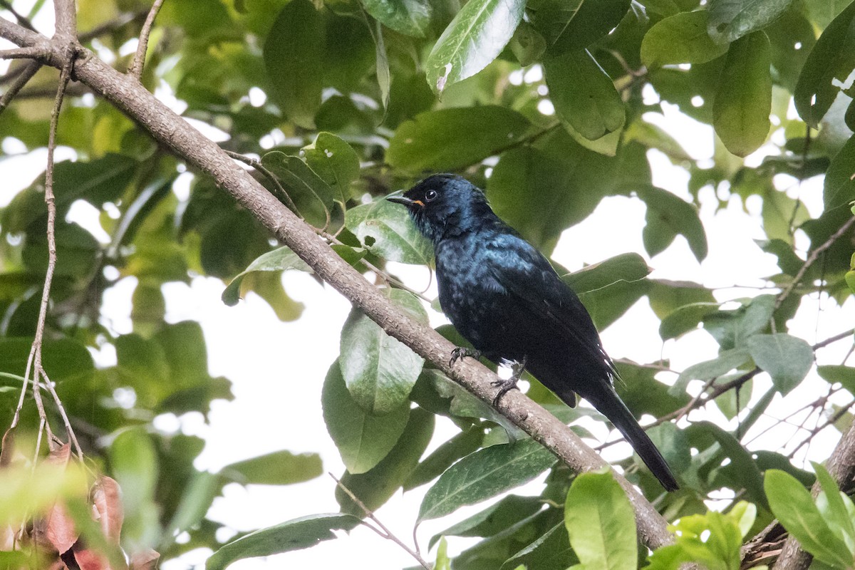 Black Cuckooshrike - ML159808331