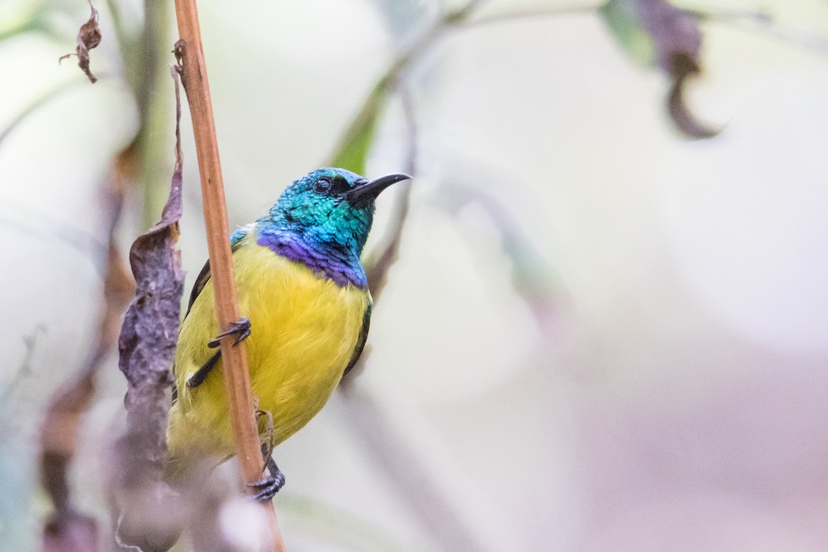 Collared Sunbird - ML159808341