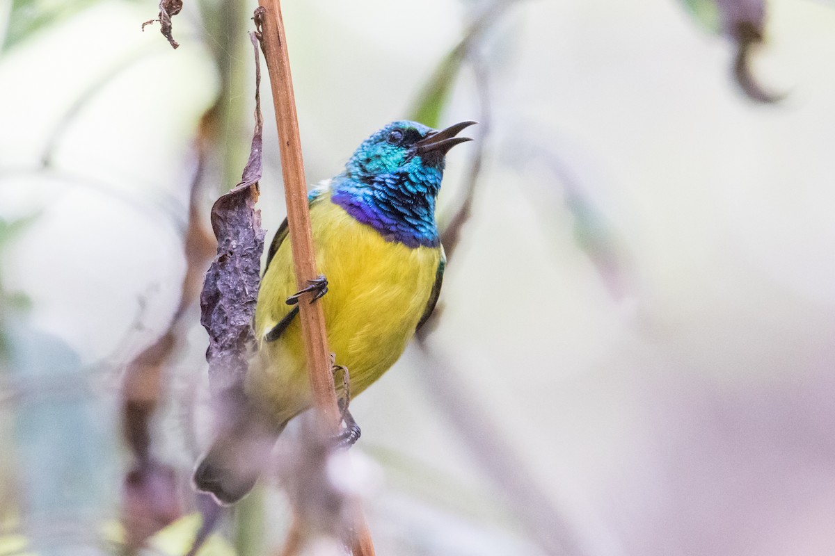 Collared Sunbird - ML159808361