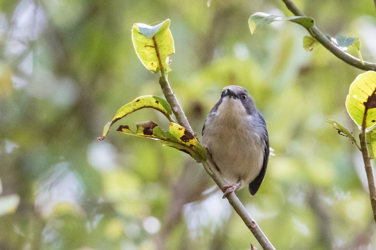 Gray Apalis - ML159808391