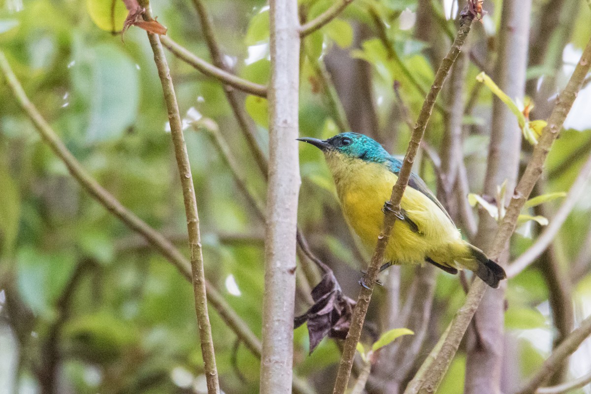 Collared Sunbird - ML159808401