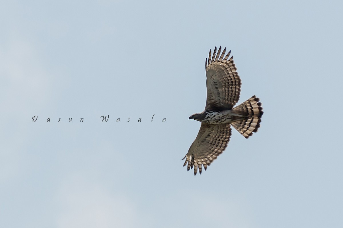 Changeable Hawk-Eagle (Crested) - ML159808621