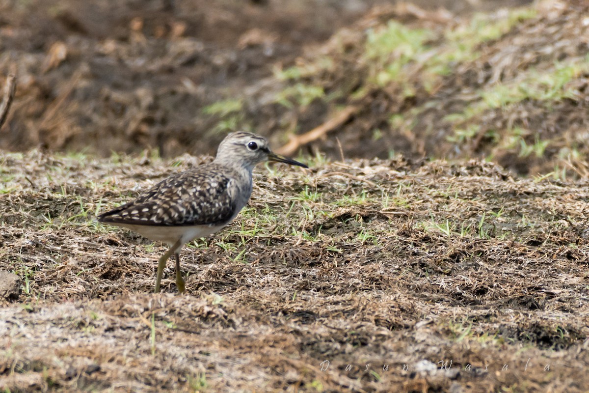 Wood Sandpiper - ML159809761