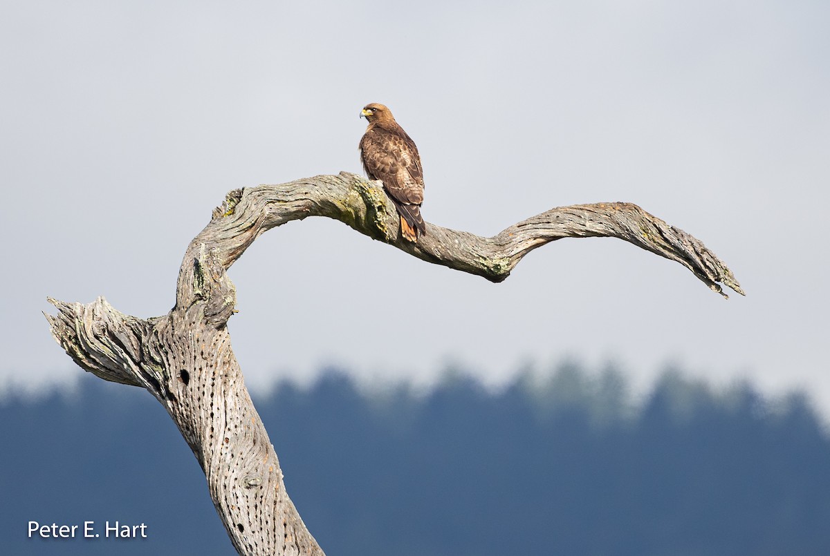 Red-tailed Hawk - ML159809811