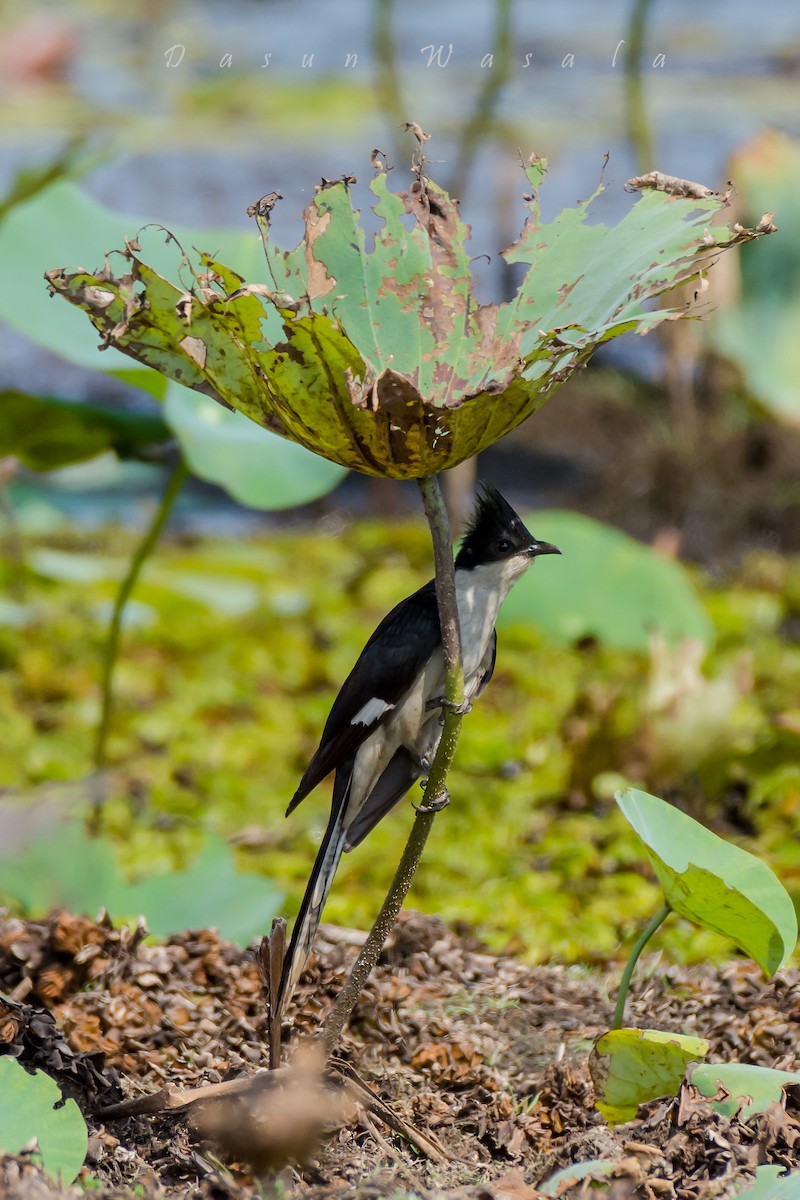 Pied Cuckoo - ML159810111