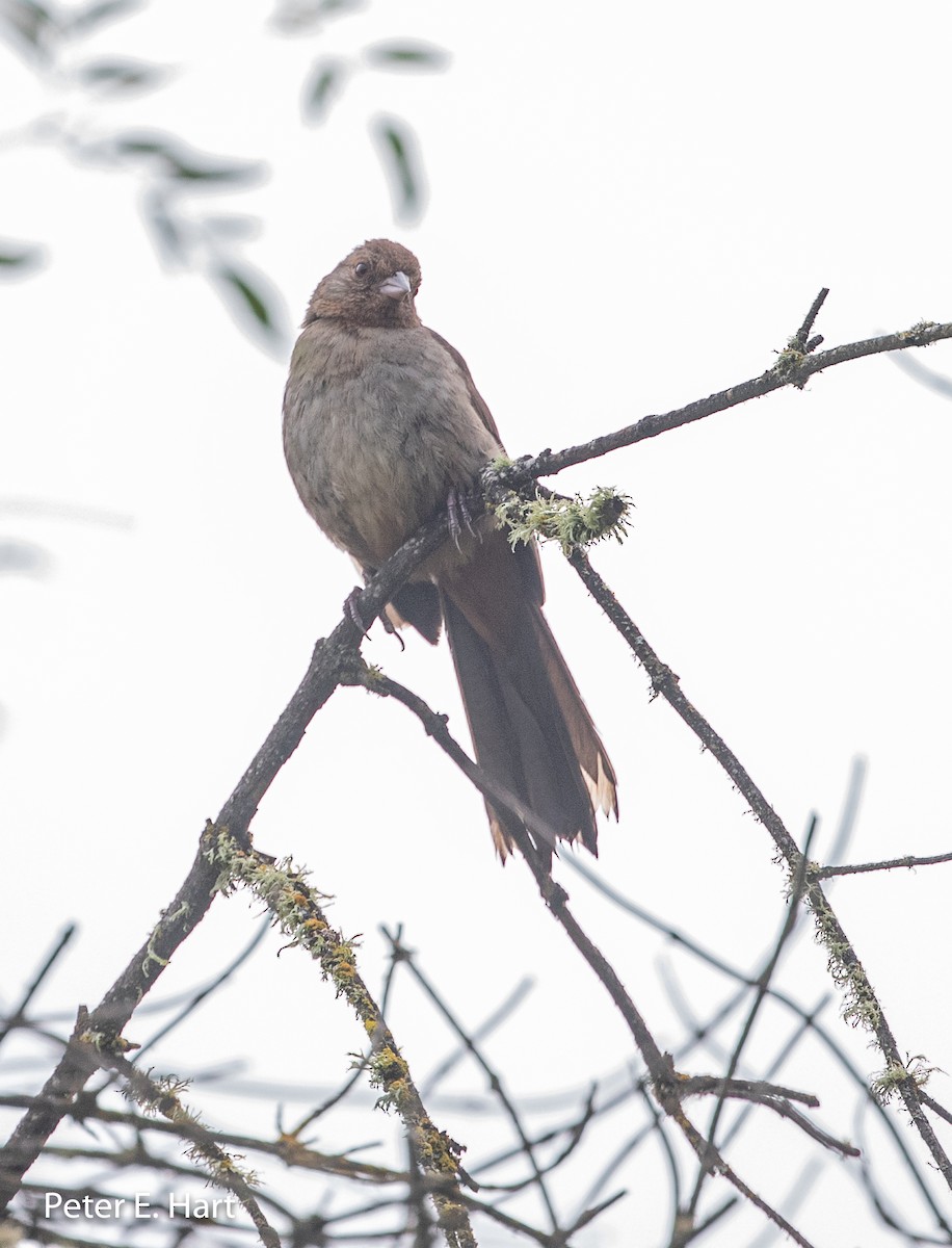 California Towhee - ML159810161