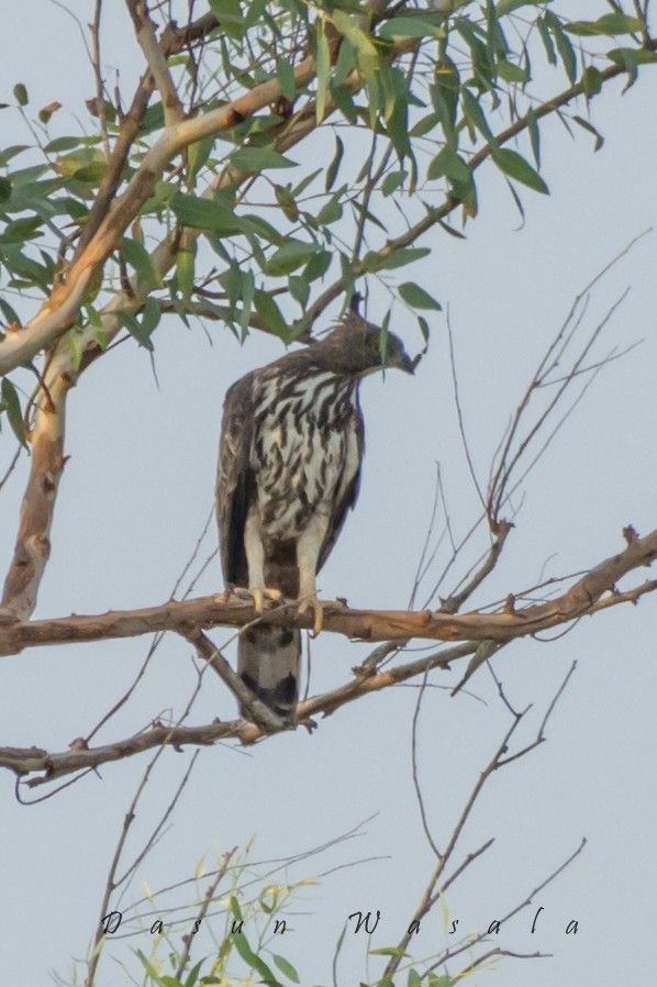 Changeable Hawk-Eagle (Crested) - ML159811141
