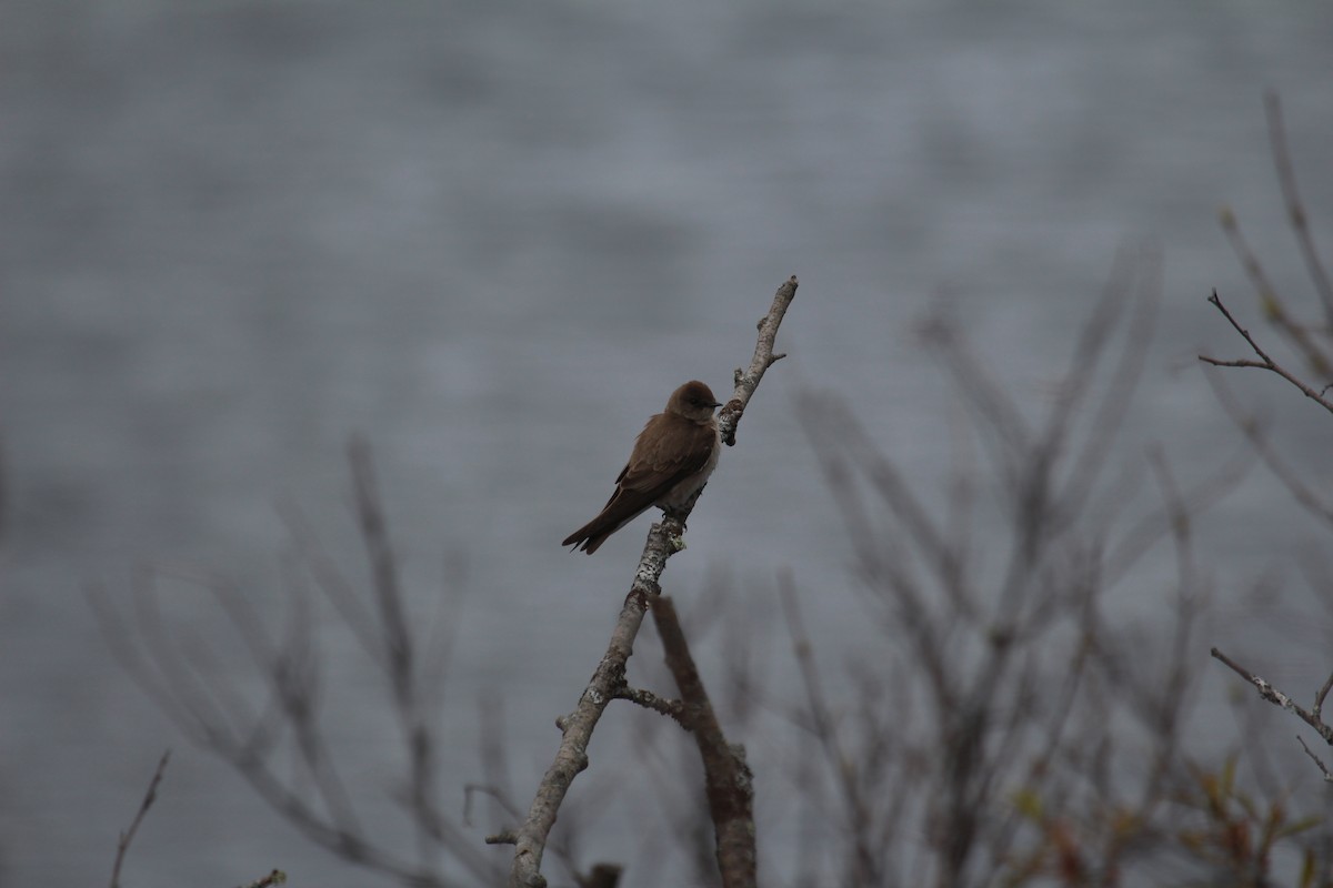 Northern Rough-winged Swallow - Matthew Haviland