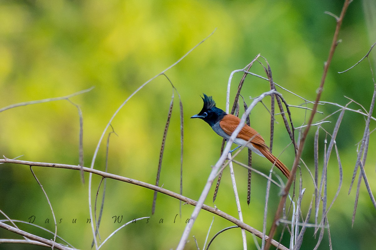 Indian Paradise-Flycatcher - ML159811411