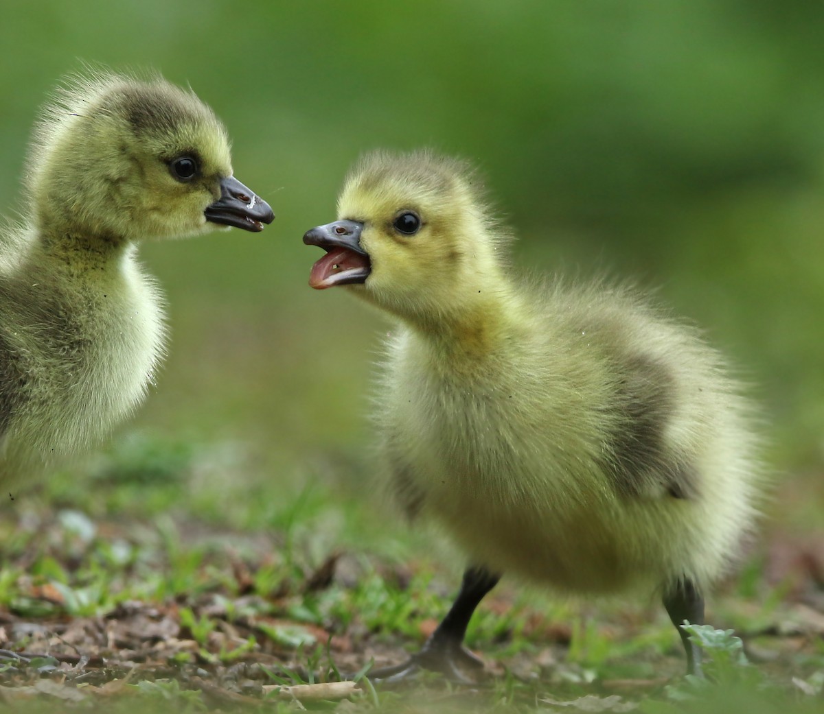 Canada Goose - ML159811761