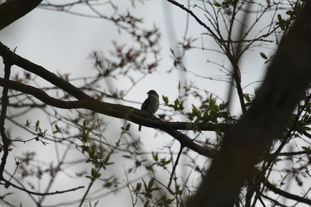 Least Flycatcher - ML159812071