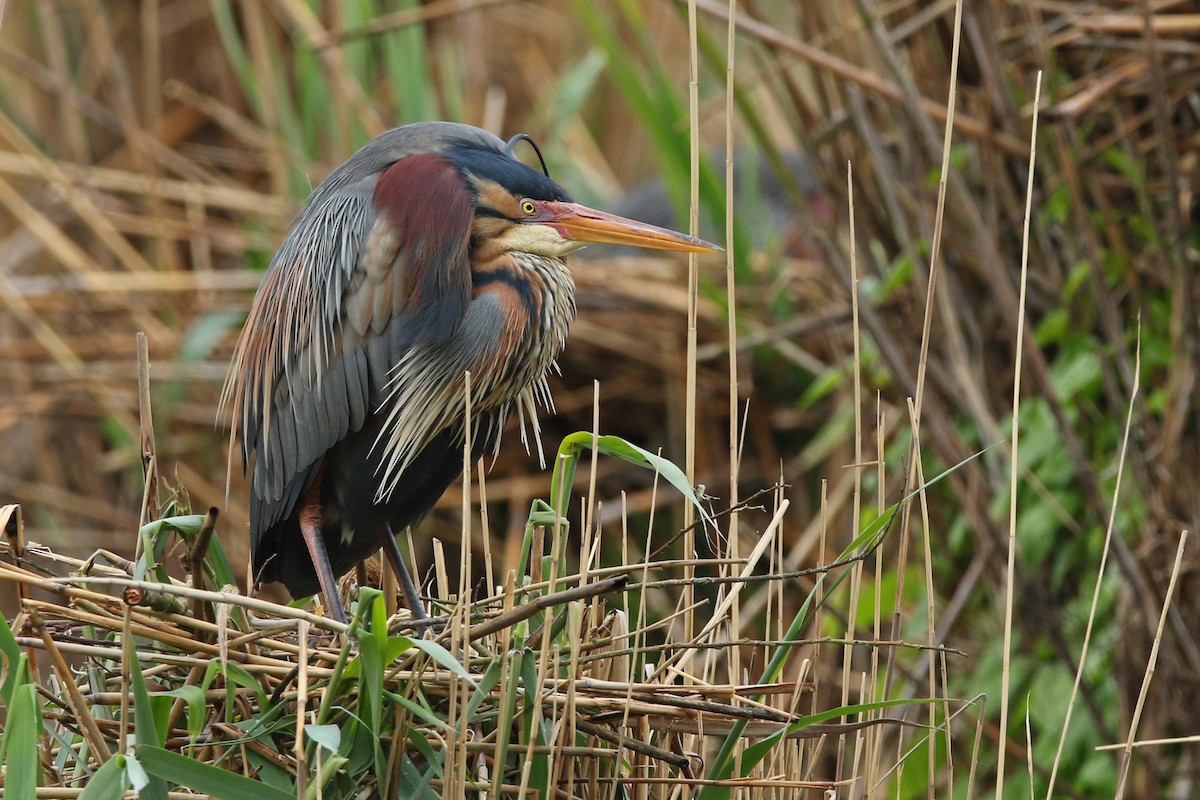 Purple Heron - Volker Hesse