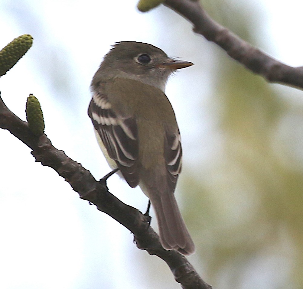 Least Flycatcher - ML159813361